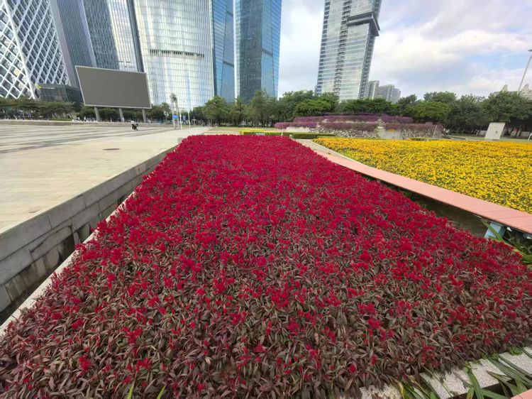 《“圣诞”•情韵》