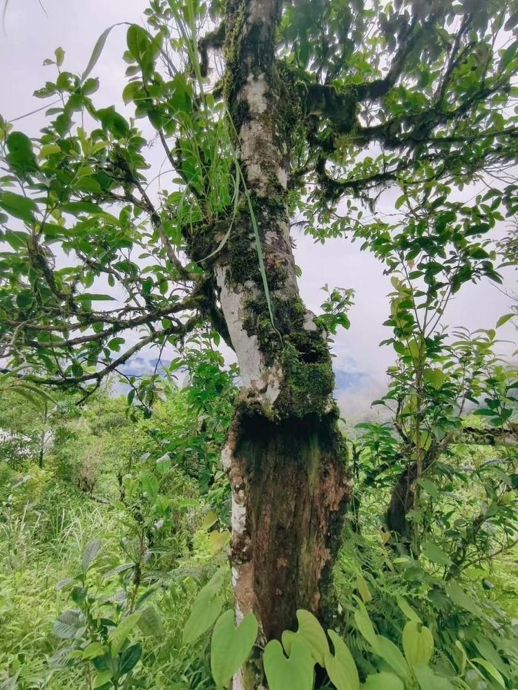 司凯 老山茶：以茶为媒传承老山精神