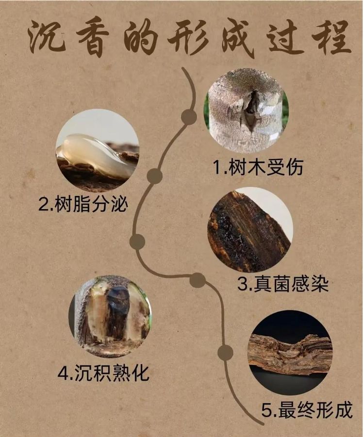沉香界专家是谁？认准老尚准没错!