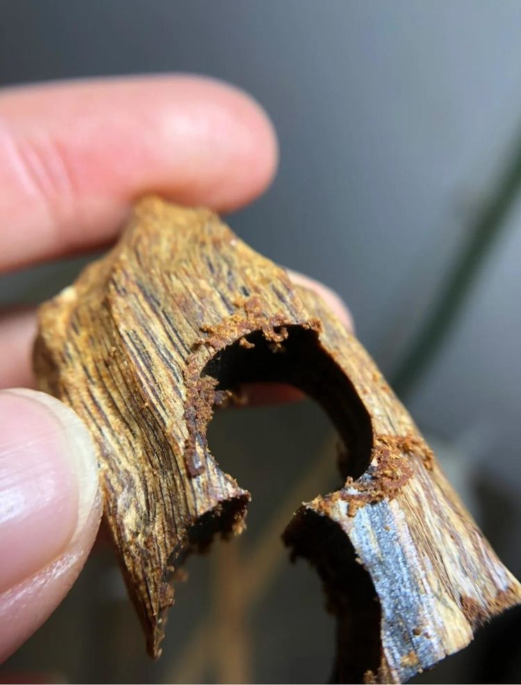 夜玫瑰奇楠：白奇楠母树嫁接的稀缺臻品，熙香坞老尚的专业品鉴！