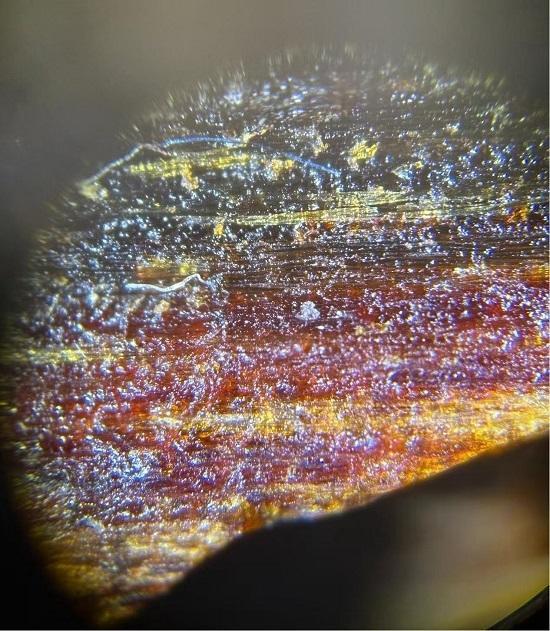 玩香多年经验分享，老尚带你了解正宗沉香！
