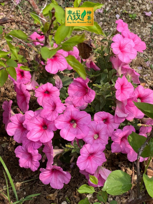 当代诗人杨青云为修水神茶题诗