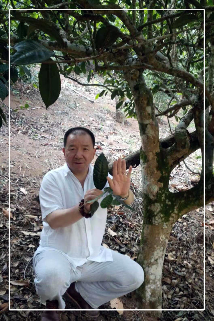 茶人王成军浅谈普洱茶知识